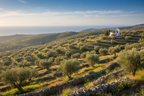 Koroneiki Extra Virgin Olive Oil Greece
